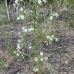 Phacelia heterophylla 葉