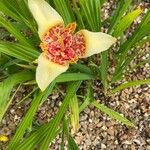 Tigridia pavonia Flower