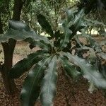 Macadamia integrifolia Φύλλο