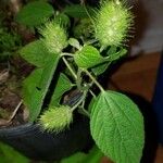 Acalypha alopecuroidea Flower