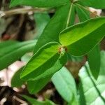 Euphorbia dulcisBlomst