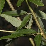 Desmodium cajanifolium Leaf