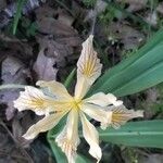 Iris macrosiphon Flower