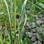 Allium narcissiflorum Hábito