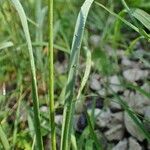 Allium narcissiflorum Habitatea