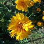 Coreopsis grandifloraКветка