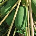 Carica papaya Fruit