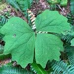 Achlys triphylla Leaf