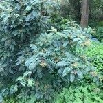 Sorbus koehneana Fruit