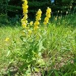 Verbascum lychnitisBlomma