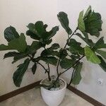 Ficus lyrataFlor