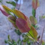 Acokanthera schimperi Blatt