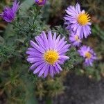 Aster amellus Blomma