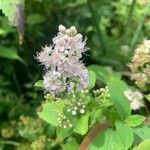 Spiraea albaЦветок