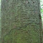 Eperua rubiginosa Corteza