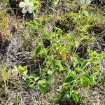 Hibiscus flavifolius Blatt