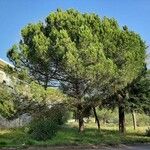 Pinus pinea Natur