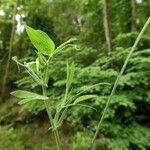 Lathyrus pratensis Habitatea