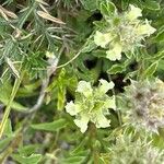 Sideritis hyssopifolia Flor