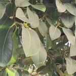 Ficus rubiginosa Levél