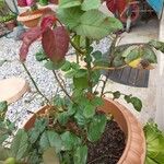 Rosa abietina Blatt