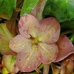 Helleborus nigerЦветок