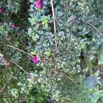 Fuchsia microphylla পাতা