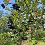 Aronia melanocarpa Frukt
