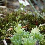 Sedum hirsutum Συνήθη χαρακτηριστικά