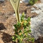 Cistus heterophyllus Foglia