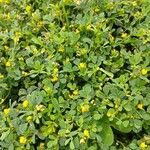 Medicago minima 整株植物