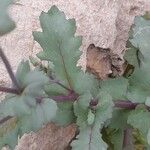 Senecio mohavensis Hoja