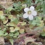 Arenaria balearica Flor