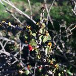 Rhamnus crocea Агульны выгляд