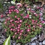 Saxifraga rosacea फूल