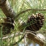 Pinus attenuata Fruit