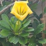 Solandra maximaBloem