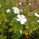 Catharanthus roseusКвітка