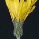 Hieracium lychnitis Flower