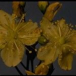 Hypericum scouleri Λουλούδι