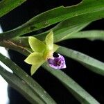 Dichaea trulla Плод