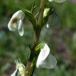 Pedicularis contorta Flor