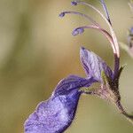 Teucrium orientale Kvet