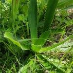 Eryngium agavifolium ഇല