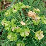 Euphorbia cyparissiasFlower