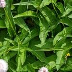 Persicaria bistorta Leaf