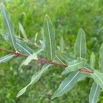 Salix purpurea Лист