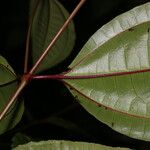 Miconia lateriflora Feuille