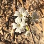 Commicarpus plumbagineus Flower