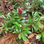 Chimaphila umbellata Ліст